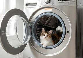 Kitten Sitting Inside Open Washing Machine photo