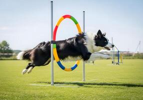 Border Collie Jumping Through Agility Hoop on Grass photo