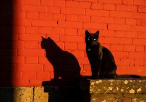 Black Cat Casting Shadow on Red Wall photo