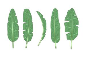 cartoon illustration of banana leaves set collection vector