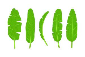 green banana leaves collection with various cartoon illustration vector