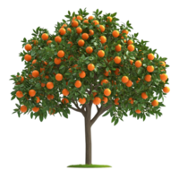Lush Orange Tree Full of Ripe Fruits png