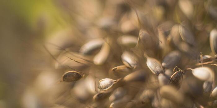 Detailed macro of seeds, capturing texture and beauty in a warm, natural light setting. photo