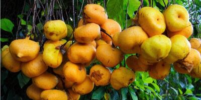 A vibrant display of ripe, yellow fruit hanging from a tree branch, capturing a moment of nature. photo