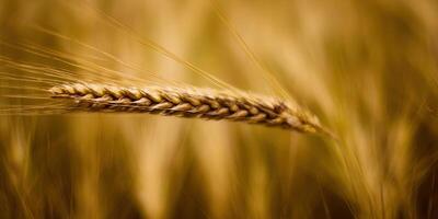 A detailed shot of a ripe wheat ear, showcasing the beauty of the golden harvest in natural light. photo