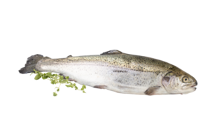 Fresh whole salmon cut out isolated transparent background png