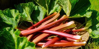 Fresh rhubarb stalks with green leaves and vibrant red stems in a natural setting. photo