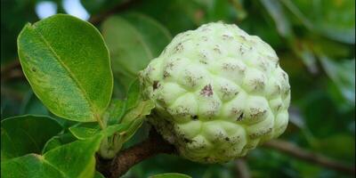 Close-up captures the unique texture of a ripe sugar apple with its vibrant green leaves. photo
