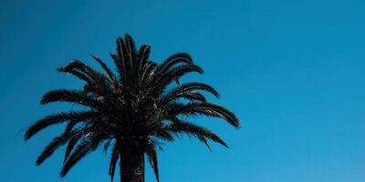 A solitary palm tree stands tall against a brilliant blue sky, creating a stunning contrast. photo