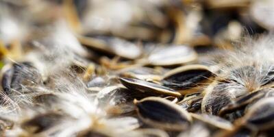 Detailed macro shot of sunflower seeds, showing texture and natural beauty in a close-up composition. photo