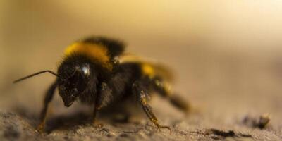 Close-up of a bumblebee, showcasing its vibrant colors and intricate details, in natural setting. photo