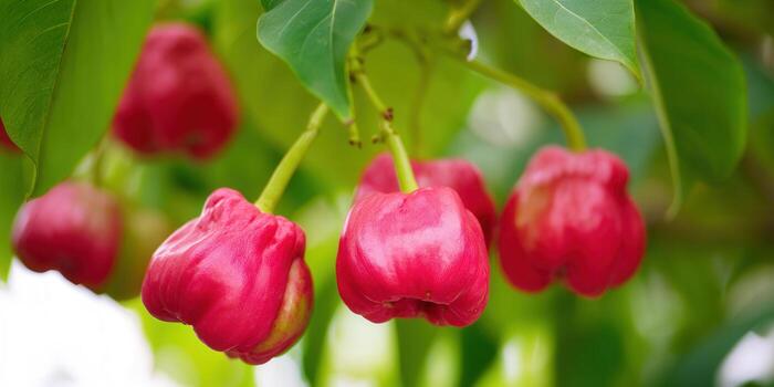 A cluster of ripe, vibrant red java apples thriving on a tree. photo