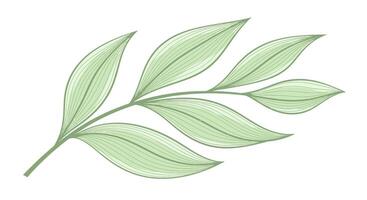 A green leaf with a white background vector