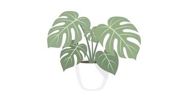 Monstera plant in a pot on a white background vector