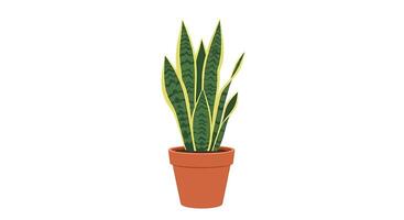 A snake plant in a pot on a white background vector