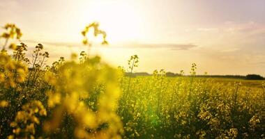Breathtaking Landscape In Countryside, Fascinating Blooming Field In Summer Day, Nobody In Fields video
