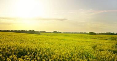 Peaceful Scenery In Farmland, Picturesque Blooming Rape Field In Summer Day, Agricultural Fields video