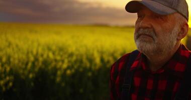 Portrait Of Professional Agronomist In Farmland, Old Man Admiring Agricultural Field In Sunset video