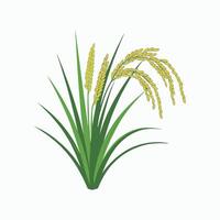Rice Plant with Golden Grains, Agricultural Crop Illustration, Organic Farming Concept, Harvest Season, Food Production, Design for Micro Stock Market. vector