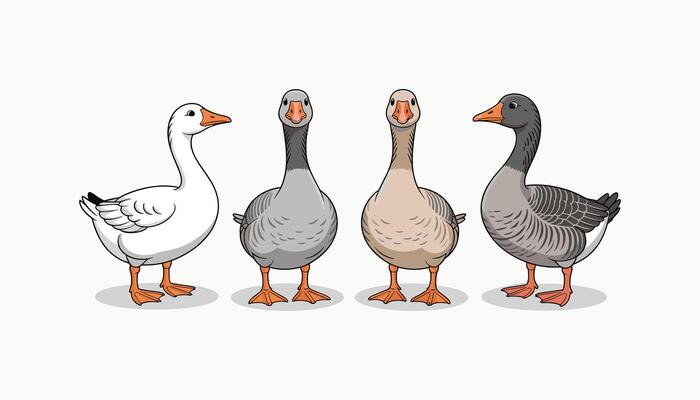 Group of Four Cartoon Geese Standing Together, Cute Farm Bird Animal Illustration, Colorful Goose Characters Isolated on White Background for Kids Design.