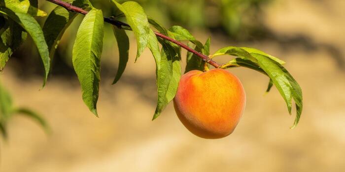 A single, perfectly ripe peach, glowing in the sun, hangs from its tree branch. photo