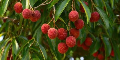 Delicious lychee fruit hanging from a tree branch, ready to be harvested and enjoyed. photo
