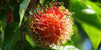 A vibrant rambutan fruit bursting with color, a sweet treat on the tree. photo