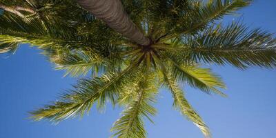 A vibrant palm tree reaches towards a clear blue sky, captured from below. photo