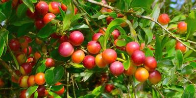 Vibrant fruit tree branch with juicy red and orange fruits and green foliage. photo