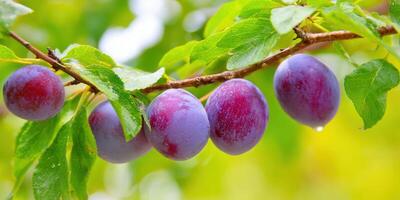 A branch laden with juicy, ripe plums in a sun-drenched orchard setting. photo