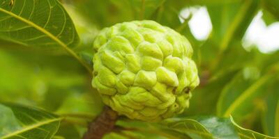 Vibrant close-up captures a ripe sugar apple amidst lush green foliage on a sunny day. photo