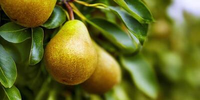Delicious pears on a tree branch in a beautiful close-up shot with green leaves. photo
