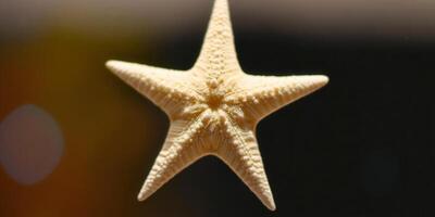 A beautifully lit starfish shows off its unique five-point star shape against a blurred background. photo