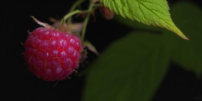 A vibrant red raspberry is captured in sharp detail with its green foliage, set against a dark backdrop. photo