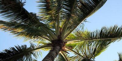 Palm tree with vibrant green leaves reaching towards the clear blue sky on a sunny day. photo
