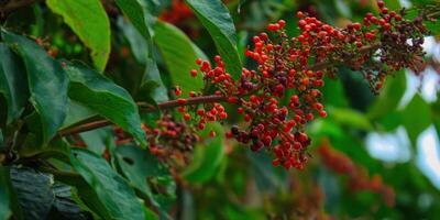 A captivating close-up showcases vibrant red berries on a lush green plant branch. photo