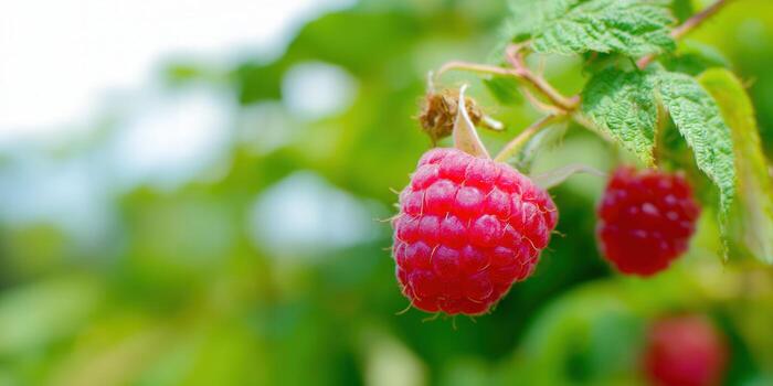 Juicy red raspberries hanging on a branch, ready to be picked and enjoyed. photo