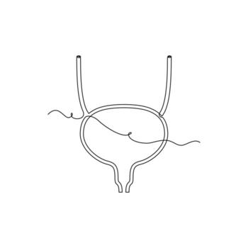 one line art Bladder illustration. line art, one continuous line, simple, hand drawn and sketch style. for icons, symbols, signs or logos vector