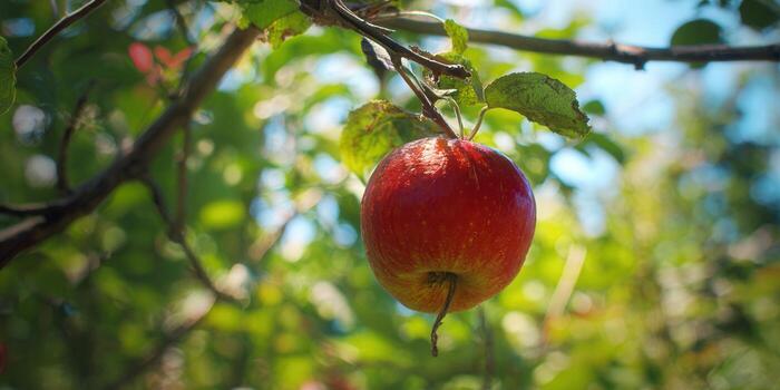 A close-up shot of a ripe, red apple hanging from a tree branch, bathed in sunlight. photo