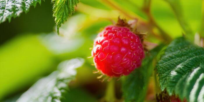 Close-up of a juicy red raspberry on the vine, capturing the sweetness of summer. photo