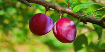 Two ripe, juicy plums hang from a branch, ready to be picked in a summer orchard. photo