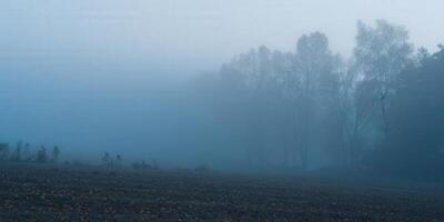 Misty trees in a field create a calm and serene, foggy landscape during a beautiful morning. photo