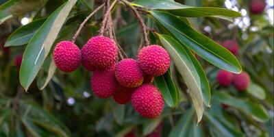 Vibrant close-up of fresh lychee fruits hanging from a tree branch with green leaves. photo