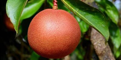 A striking image of a red fruit with textured skin, surrounded by green leaves, in a natural setting. photo