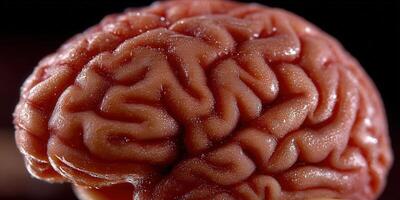 Close-up of a human brain highlighting neurological complexity and anatomical details. photo