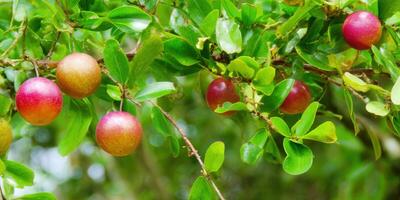A cluster of ripe fruits hanging on a tree branch amidst vibrant green leaves. photo