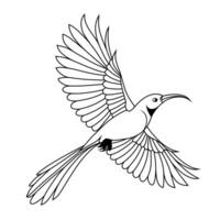 Line Art of Flying Crimson Sunbird vector