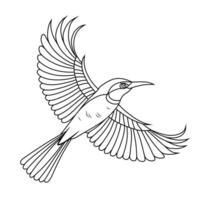 Line Art of Flying Brown Throated Sunbird vector