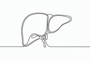 Minimalist line art drawing of the human liver vector