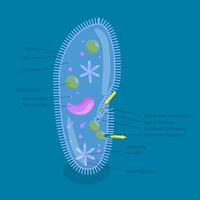 3D Isometric Flat Illustration of Anatomy of Paramecium Caudatum, Educational Diagram vector